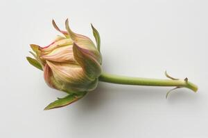 A rosebud gently lies on a smooth surface, highlighting its soft petals and subtle color variations. The plant displays a natural beauty, inviting admiration photo