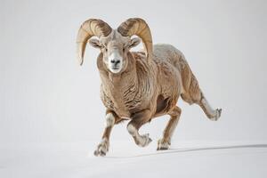 A ram is running on a white background photo