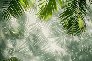 A leafy green palm tree with its leaves casting a shadow on a white background photo