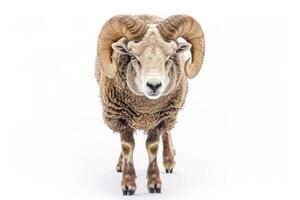 A ram with large horns standing in front of a white background photo