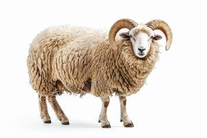 A ram with long horns standing in front of a white background photo