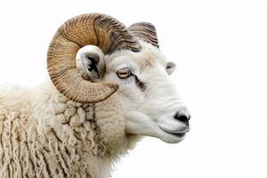 A ram with a long horn standing in front of a white background photo