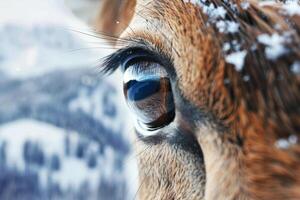 The deer's eye captures the beauty of a winter landscape, reflecting snow-covered trees and mountains, creating a peaceful and tranquil moment in nature photo