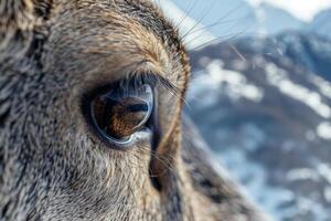 The close-up reveals a deer eye with intricate detail, reflecting a beautiful snowy mountain backdrop. The setting captures the tranquility of wildlife in nature photo