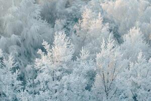 Frosty trees in the forest photo