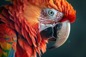 This striking macaw displays its vivid plumage and intricate feather patterns while perched, illuminated by soft natural lighting in its environment photo