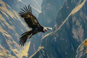 A large bird flying over a mountain range photo