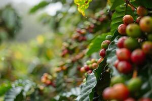 Ripening coffee cherries in various stages of color hang from green leaves in a vibrant plantation, enhanced by the soft drizzle of a tropical rain photo