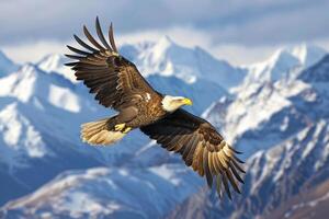 An eagle flies over the mountains in front of a snowy mountain range photo