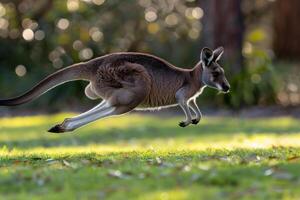 A kangaroo is running through a grassy field photo