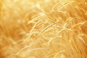 Golden wheat field with sunlight shining through photo