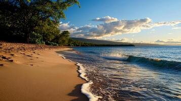 A sandy beach with waves and trees at sunset photo