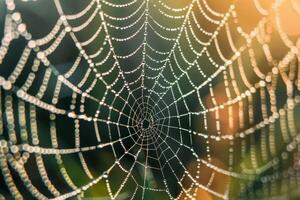 This natural scene showcases a intricate spider web adorned with droplets of dew, sparkling under the gentle morning sunlight, surrounded by blurred greenery photo