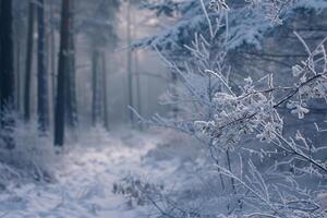 Frost-covered branches glisten in the soft light of an early winter morning, while a misty forest creates a tranquil atmosphere in the background photo