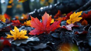 A leaf is on the ground with other leaves around it photo