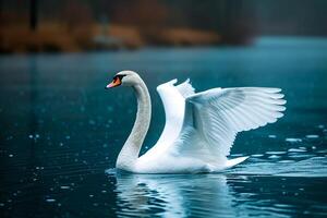 A swan floating on a lake with its wings spread photo