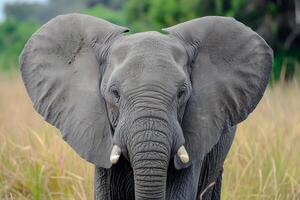 A close up of an elephant standing in a field photo
