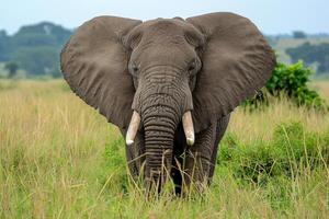 An elephant with tusks walking through a field photo