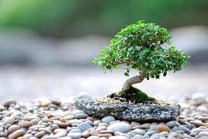 Bonsai tree on rocks in a garden photo