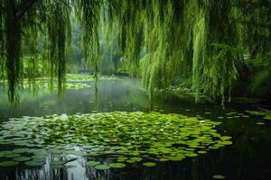 A pond surrounded by willow trees and lily pads photo