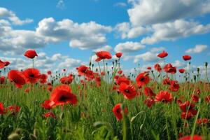 Red poppies in a field with blue sky and clouds photo