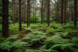 A forest with ferns and trees in the middle photo