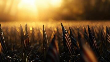 A field of American flags is shown in the sun photo