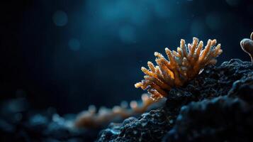 A small orange coral is on a rock in the ocean photo
