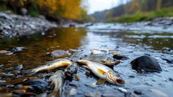 A river with dead fish floating in it photo