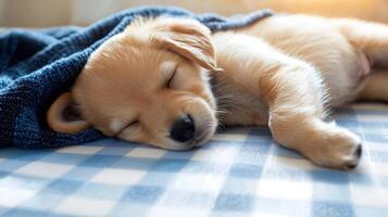 A small dog is sleeping on a blue and white checkered blanket photo