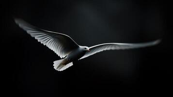 A white bird flying in the dark photo