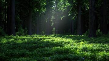 A forest with a lot of trees and grass photo
