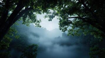 A forest with foggy mist and trees with leaves photo