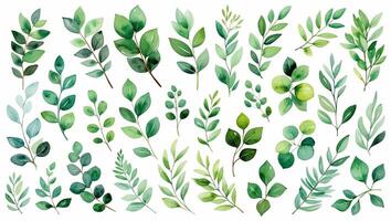 Various green leaves arranged in an artistic pattern showcasing different shapes and textures of foliage photo