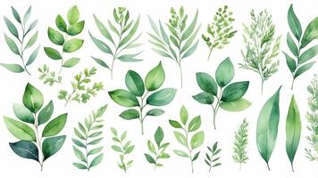 Collection of various green leaves displayed in a watercolor style showcasing natural beauty and diversity in flora photo