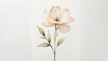 Delicate white flower illustration with soft tones and elegant details against a light background photo