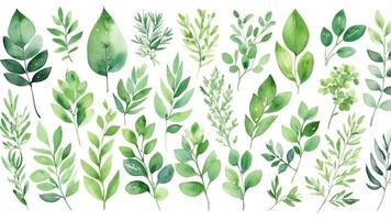 Variety of green leaves beautifully arranged in a watercolor style on a white background photo