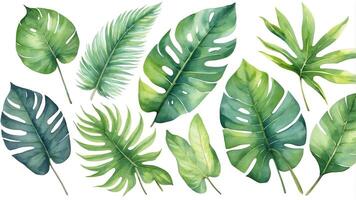 Lush tropical leaves in various shades of green arranged artistically for a botanical display photo