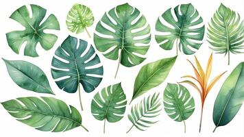 Collection of various tropical leaves arranged artistically on a white background photo