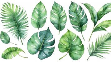 Collection of tropical leaves displayed on a white background showcasing various shades of green and textures in natural arrangement photo