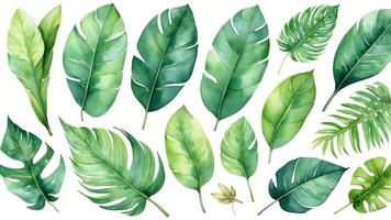 Vibrant collection of green leaves showcasing diverse shapes and textures in a natural arrangement photo