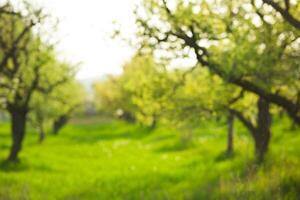Lush green orchard with blurred trees during springtime enchanting nature scene photo