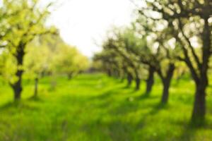 Lush green orchard with trees under soft daylight in a tranquil countryside setting photo