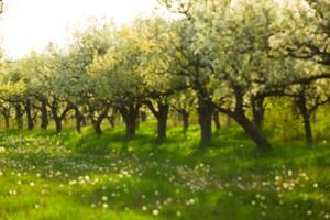 Beautiful blossoming orchard in springtime with vibrant green grass and blooming flowers photo