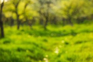 Lush green forest path inviting exploration on a sunny day with vibrant foliage photo
