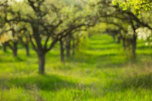 Blooming orchard in springtime with lush green grass and vibrant trees photo