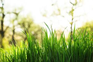 Lush green grass swaying in the gentle breeze under a bright sun in a serene outdoor environment photo