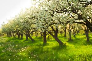 Blossoming pear trees in a vibrant orchard during springtime in a sunny landscape photo