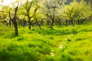Blossoming apple orchard in springtime with vibrant green grass under soft sunlight photo
