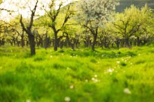 Lush green orchard with blossoming trees under bright sunlight during spring season photo